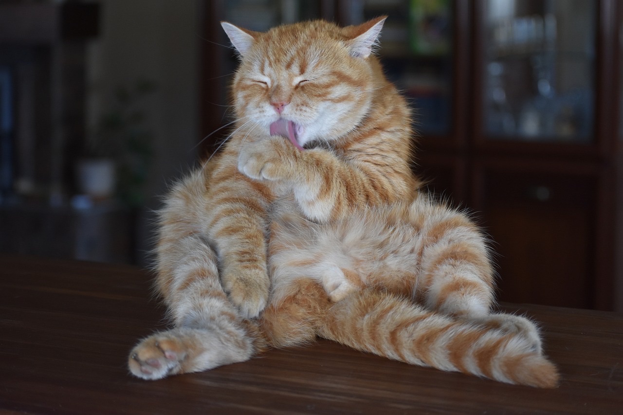 This ginger tabby is caught mid-groom, sitting upright on a polished wooden surface with an air of profound concentration. Its eyes are squeezed shut, and its tongue is out, meticulously cleaning a front paw, giving it a hilariously serious demeanor. The blurred, dark background of a cozy indoor setting, possibly a cabinet and a plant, emphasizes the cat's self-absorbed moment. It's a classic feline tableau of intense self-care, looking like it's performing a sacred, albeit slightly awkward, spa ritual. The cat's dedication to cleanliness is both admirable and amusing.