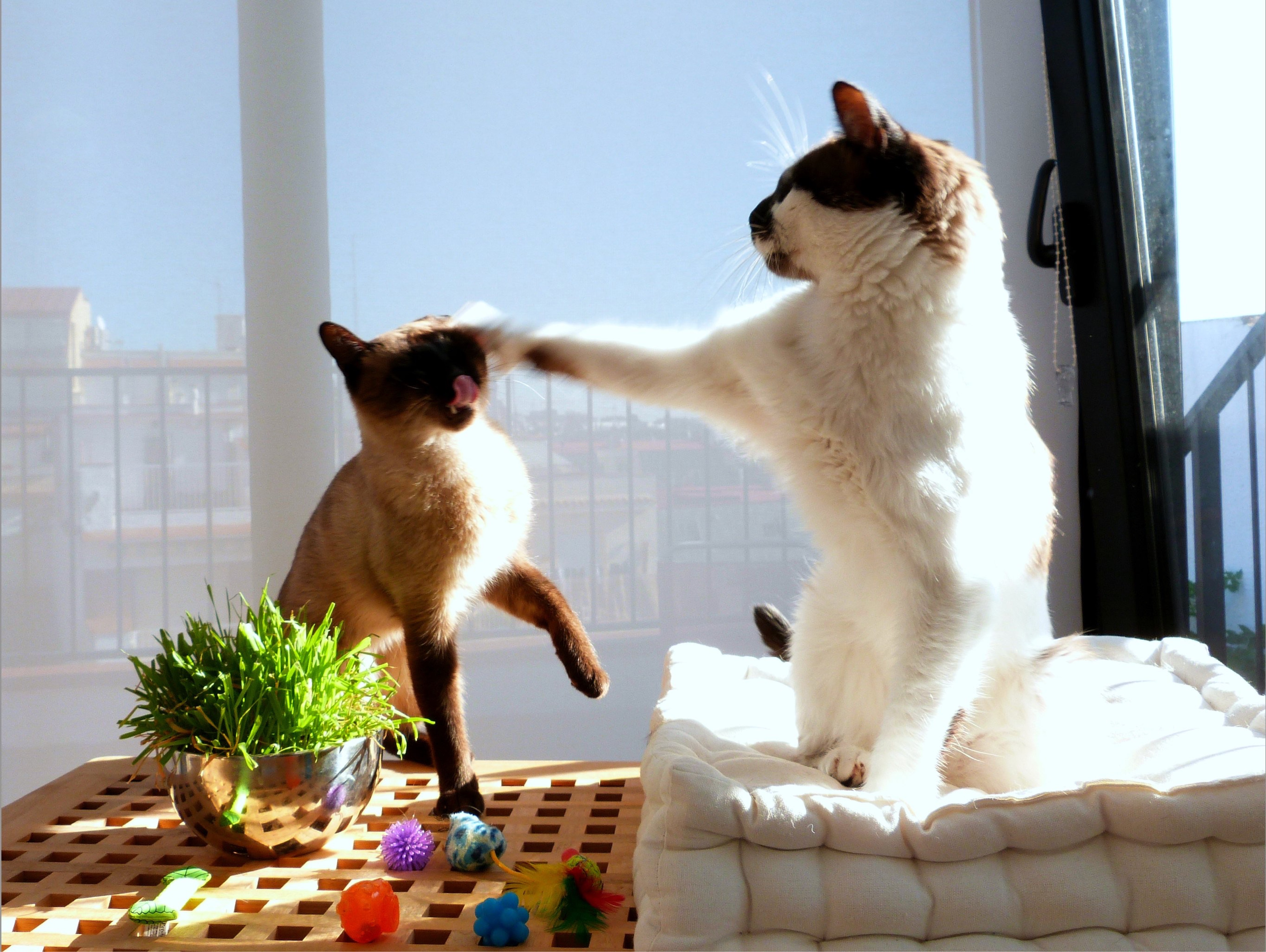 In a brightly lit indoor scene, two cats engage in a playful interaction. A fluffy white and brown cat, perched on a soft white cushion, extends a paw in a seemingly playful swat towards a Siamese-like cat. The Siamese cat, standing on a slatted wooden table beside a bowl of vibrant green cat grass and colorful toys, has its tongue comically sticking out, mid-lick or reacting to the impending 'high-five.' Its demeanor is one of playful anticipation, while the larger cat appears assertive and engaged. The background, a large window, reveals a sun-drenched, blurred urban landscape with a balcony railing, suggesting a cozy home environment where these feline friends are enjoying a sunny afternoon. The humorous timing of the Siamese cat's tongue adds a delightful touch to this candid moment of cat antics.