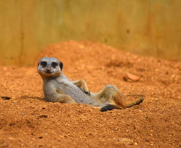In the image, a meerkat is lounging comfortably on its back, exuding an air of relaxed confidence. Its curious expression, with wide eyes and a slight smirk, suggests a playful demeanor, as if it’s enjoying a moment of leisure. The sandy terrain beneath it adds to the casual vibe, providing a natural habitat backdrop that emphasizes the meerkat's carefree attitude.
The blurred, earthy tones of the background reinforce the serene environment, suggesting this is a peaceful part of a zoo or wildlife sanctuary where the meerkat feels at ease. There's a humorous contrast between the meerkat's relaxed posture and the typical alertness associated with its species, evoking a sense of whimsy. This playful scene could easily be a meme about taking life easy, showcasing how even the busiest critters can enjoy a well-deserved break!