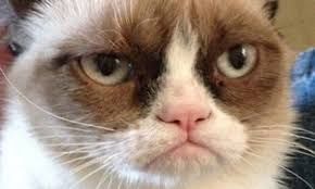 Grumpy Cat judging my entire life like a savage professor.
