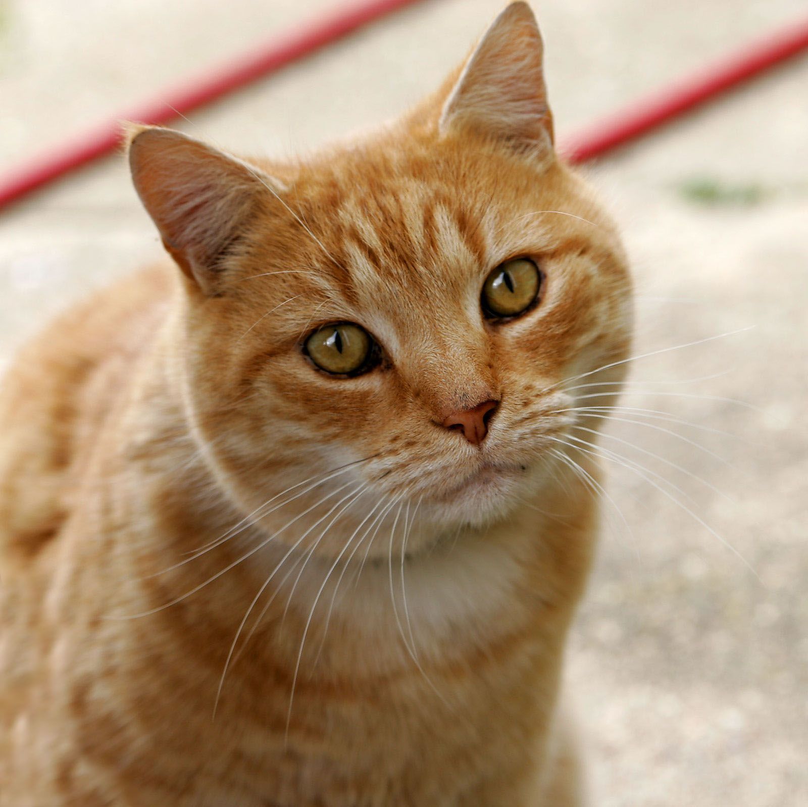 This close-up shot features a charming orange tabby cat with striking amber eyes, looking directly at the viewer with an expression of intense curiosity, perhaps even a hint of playful judgment. Its long, white whiskers fan out, adding to its attentive demeanor. The background is a simple, light-colored concrete surface, with a blurred red object, possibly a hose or pipe, running diagonally in the upper left. This minimalist setting ensures the cat's captivating gaze remains the sole focus. The cat's expression humorously suggests it's pondering the meaning of life, or more likely, wondering when its next meal will arrive, making it a purr-fectly relatable philosopher.