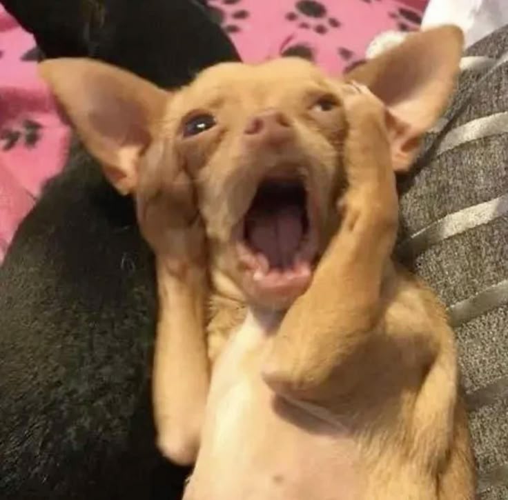 The image features a small dog, likely a Chihuahua, with a dramatically surprised expression. Its mouth is wide open in a yawn or a gasp, and its front paws are raised to its face, as if in shock or disbelief. The dog's wide eyes and furrowed brow add to its comical demeanor, making it appear both adorable and hilariously dramatic.

The background is a soft pink surface, possibly a blanket or a bed, adorned with black paw prints, creating a cozy, domestic setting. This adds context to the dog's surprised reaction, suggesting it might have encountered something unexpected in its familiar environment.

This scene humorously echoes the "Surprised Pikachu" meme format, where the exaggerated expression of surprise is a relatable reaction to unexpected news. The dog’s theatrical pose amplifies the comedic effect, making it a delightful snapshot of canine surprise.