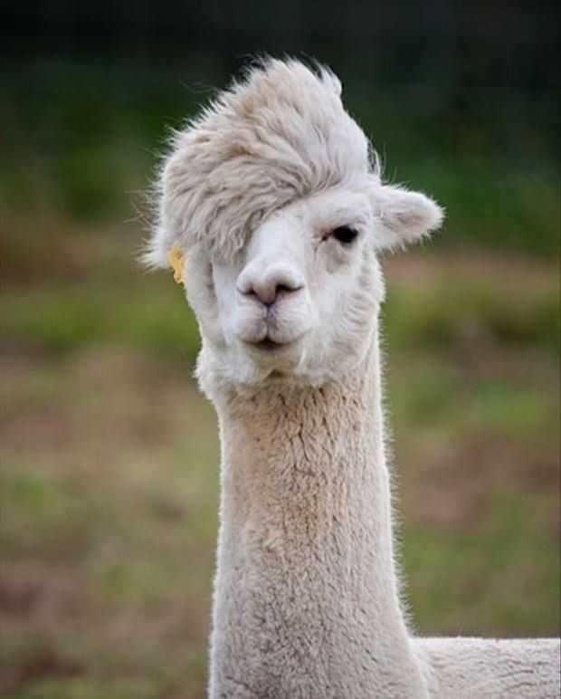 This close-up portrait features a white alpaca sporting a dramatically styled, shaggy wool fringe that sweeps over one eye, giving it a hilariously 'emo' or rebellious demeanor. Its visible eye looks directly at the viewer with an air of cool indifference, as if it's too cool for school. A small yellow tag near its left ear adds an unexpected touch of flair. The blurred green and brown background suggests a natural, pastoral setting, perfectly complementing the alpaca's fluffy, unbothered vibe. This alpaca is clearly a trendsetter, perhaps auditioning for a band or just having a very bad hair day with exceptional confidence.