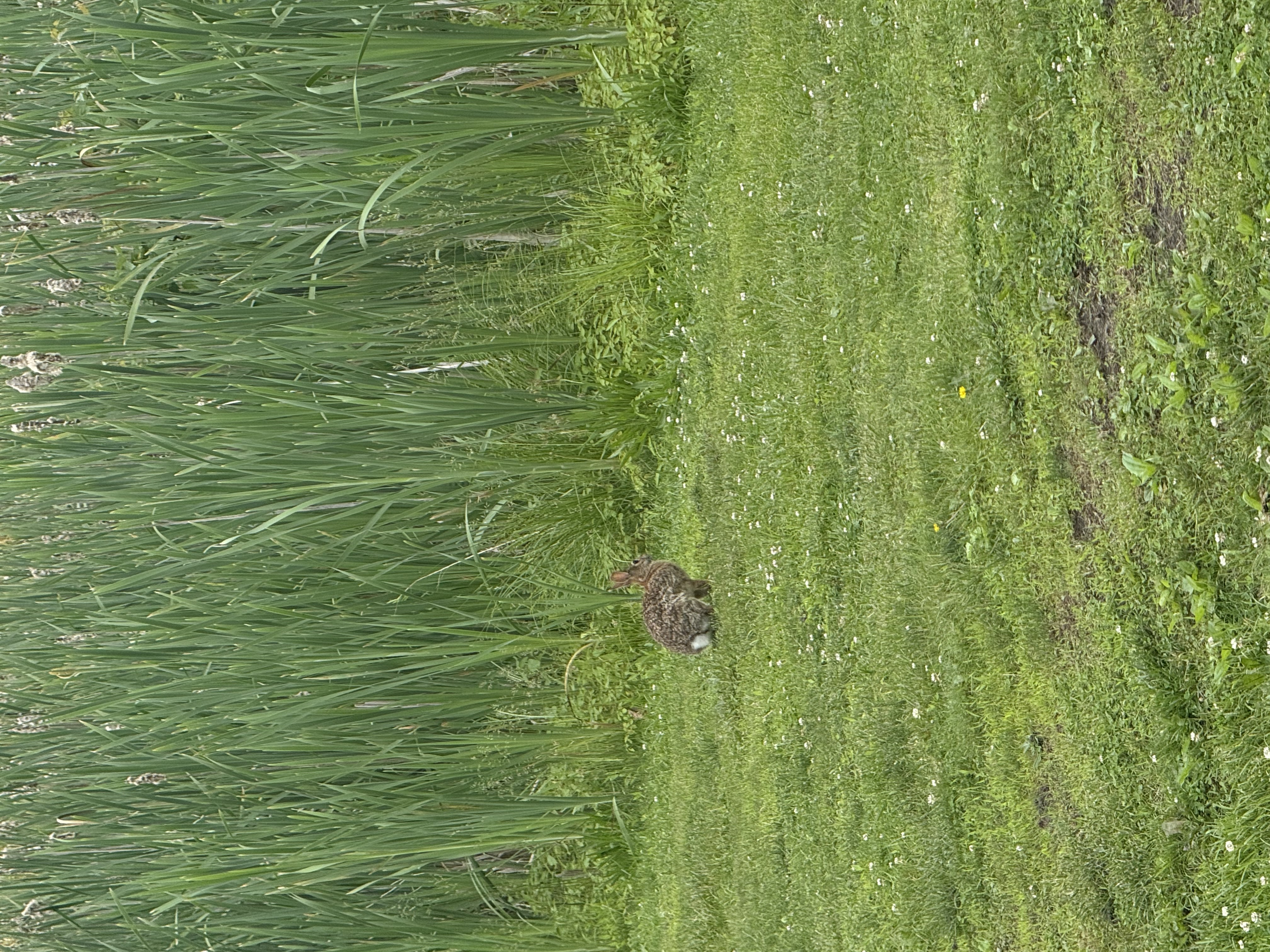 The image features a fluffy rabbit amidst lush, green grass and tall, swaying reeds. The rabbit appears to be in a relaxed, casual posture, perhaps nibbling on some grass or simply enjoying its surroundings. Its demeanor suggests a sense of calm and tranquility, typical of a creature at ease in nature.

In the background, the dense greenery creates a serene environment, enhancing the peaceful atmosphere. The tall grasses might hint at a natural habitat, providing both shelter and food for the rabbit. This scene evokes a sense of playfulness, as if the rabbit is part of a delightful game of hide-and-seek with curious onlookers.

Funny enough, one might imagine the rabbit thinking, "If I just stay still, maybe they'll think I'm a garden decoration!" Overall, the image captures a moment of simple beauty and the charm of wildlife.