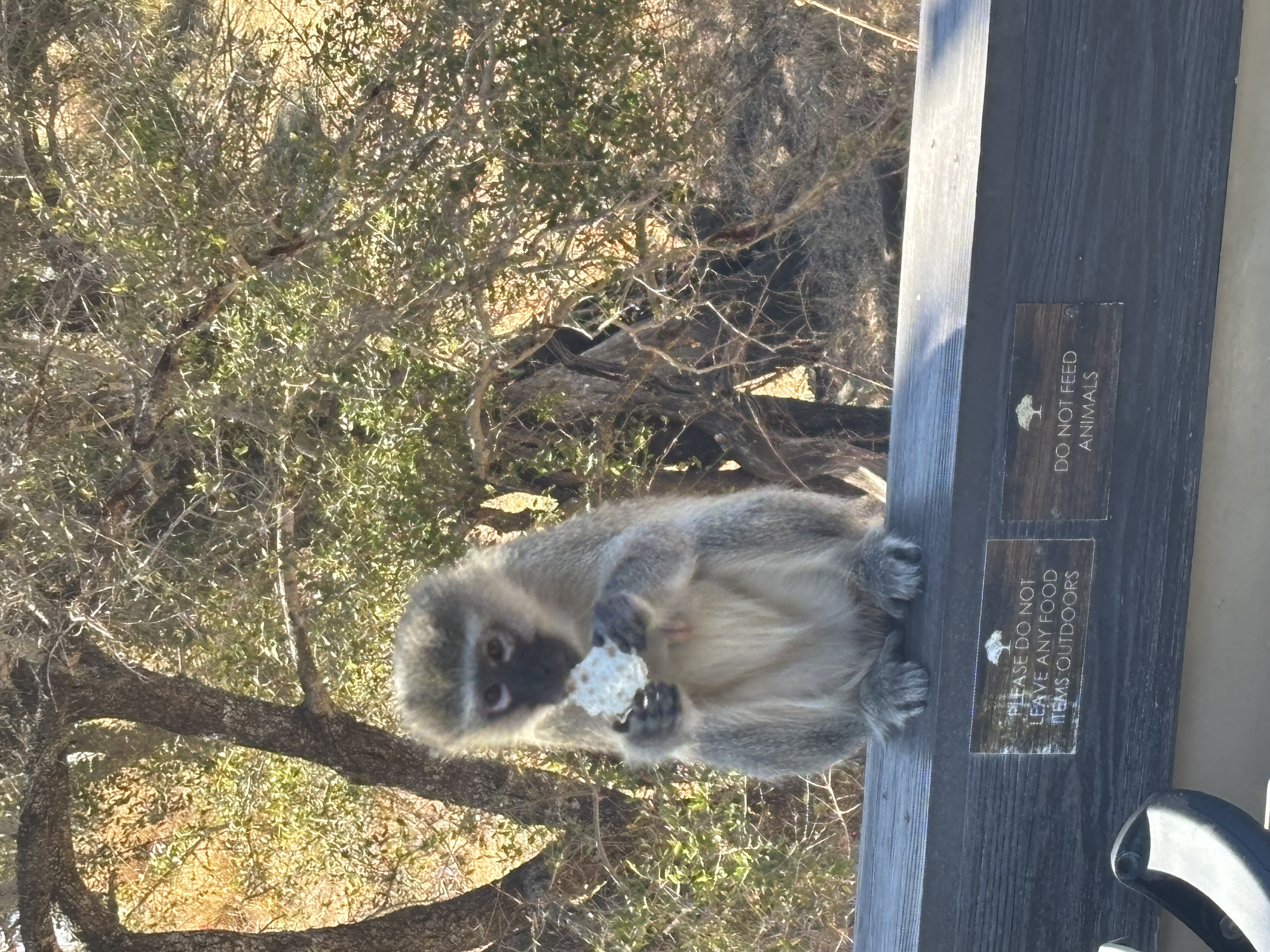 In the image, a vervet monkey is perched on a wooden table, intently nibbling on a food item, likely a snack. Its demeanor appears curious yet slightly mischievous, as if it knows it's not supposed to be eating this. The monkey's fur is a mix of gray and black, with its expressive eyes focused on the morsel, adding a humorous touch to its situation.
The background features a blurred array of trees, suggesting a natural setting, possibly a wildlife area or park where interactions with animals are common. A prominent sign in the foreground reads "DO NOT FEED ANIMALS," which humorously contrasts with the monkey's blatant disregard for the rule.
This scene captures a playful moment in nature, where the monkey seems to be both aware of the sign and cheekily ignoring it, making for an amusing encounter with wildlife.