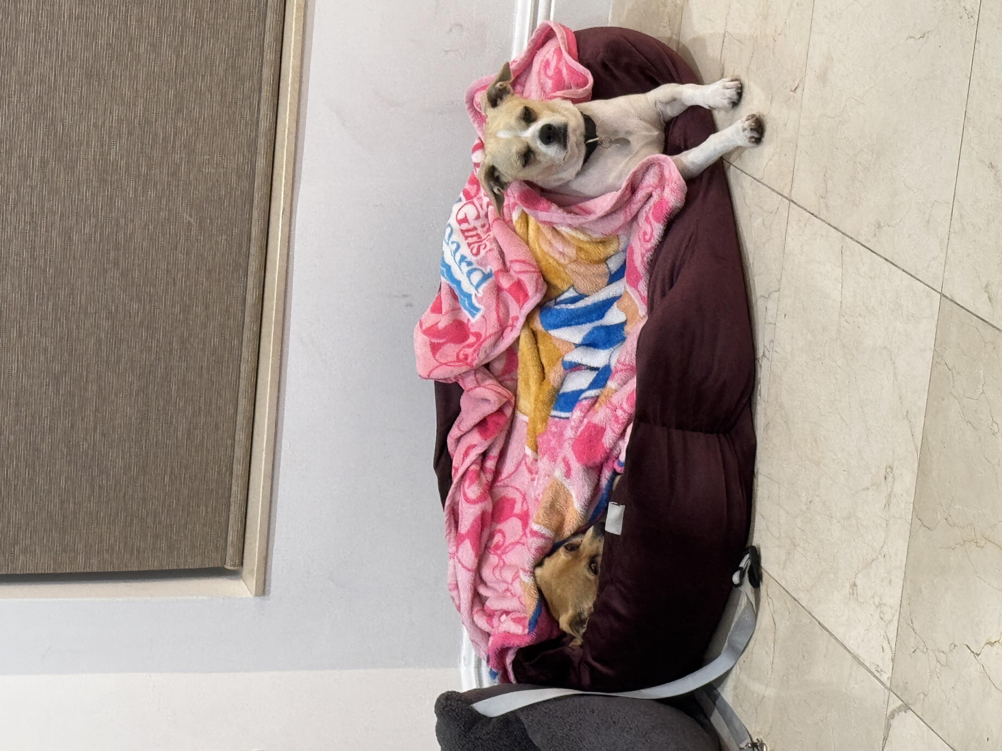 In this charming image, two dogs are cozily nestled in a plush dog bed, wrapped in a colorful blanket adorned with vibrant patterns. The dog on the left appears to be content, with a relaxed demeanor, while the one peeking out from beneath the blanket seems curious yet comfortable, showcasing the classic doggy trait of wanting to stay warm and cozy.
The background features a simple, textured wall alongside a smooth floor, creating a clean and modern ambiance. This minimalist setting enhances the focus on the dogs, making their adorable antics the highlight of the scene. The overall vibe is warm and inviting, evoking feelings of comfort and playfulness.
Their expressions exude a humorous charm, as if they’re plotting their next cheeky adventure or simply enjoying a lazy day. It’s a delightful snapshot of pet life, where every moment is filled with love and laughter.