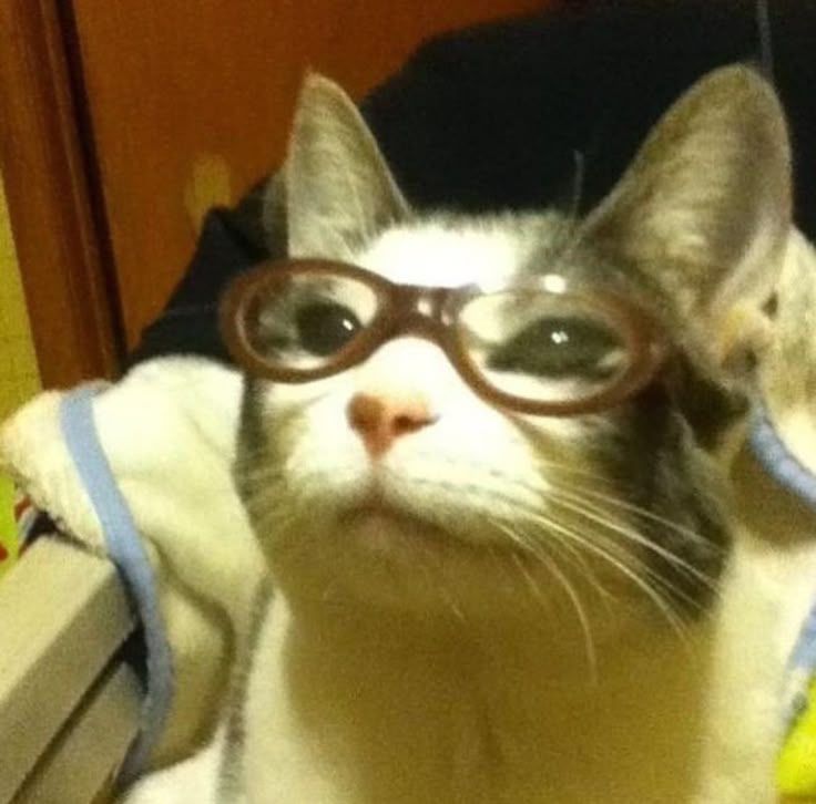 The image features a cat humorously wearing a pair of oversized glasses, embodying an adorable yet dignified demeanor. Its expression, a blend of curiosity and seriousness, evokes a playful sense of intellectualism, making it reminiscent of the popular "Nerdy Cat" meme. The background is subtly blurred, focusing on the cat's quirky personality, with hints of a cozy home environment, suggesting warmth and comfort. This setting amplifies the humor, as the cat's serious expression contrasts amusingly with its playful attire. The glasses add a layer of absurdity, enhancing the meme's theme of nerdiness. Overall, the image captures a delightful moment that celebrates the humorous side of pet ownership and the internet's love for quirky animal memes.