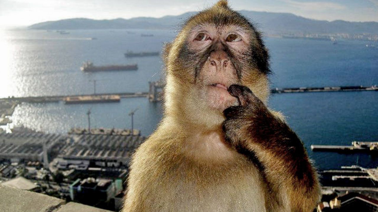 This close-up image captures a Barbary macaque in a comically pensive moment, its eyes gazing upwards with a thoughtful, almost bewildered expression. One finger is placed delicately in its mouth, as if the primate is deep in contemplation, perhaps pondering the existential questions of banana availability or the meaning of life from a high vantage point. The monkey's fur is a warm blend of light and dark browns. The background reveals a breathtaking panoramic view of a vast blue sea, bustling with several large cargo ships. Distant mountains line the horizon, while a busy port or urban area is visible below. This iconic setting strongly suggests the Rock of Gibraltar, where these famous macaques preside over the strategic strait, adding a touch of wild charm to the maritime landscape.