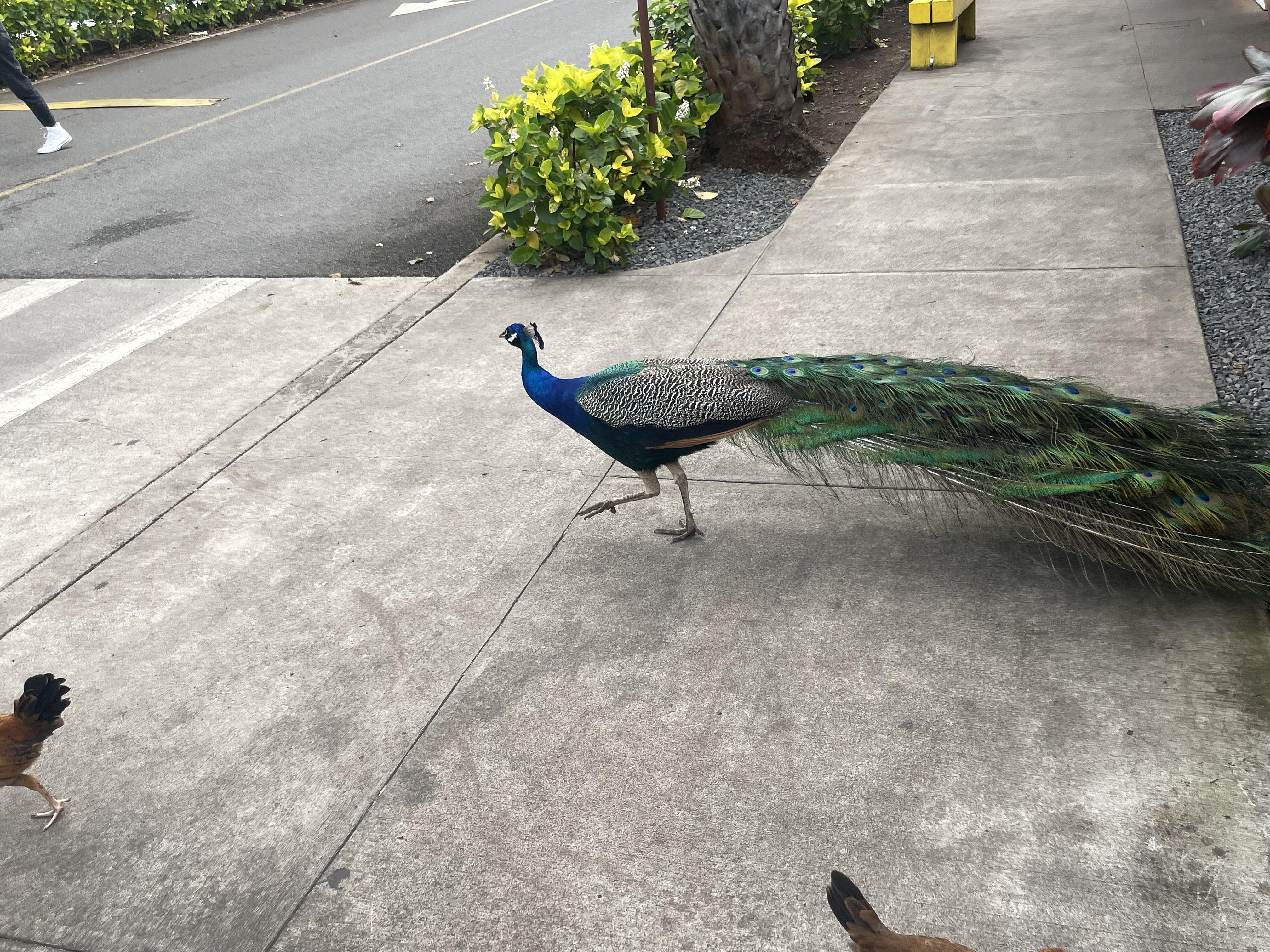 Flexing like a star, but even the chicken's embarrassed for you.
