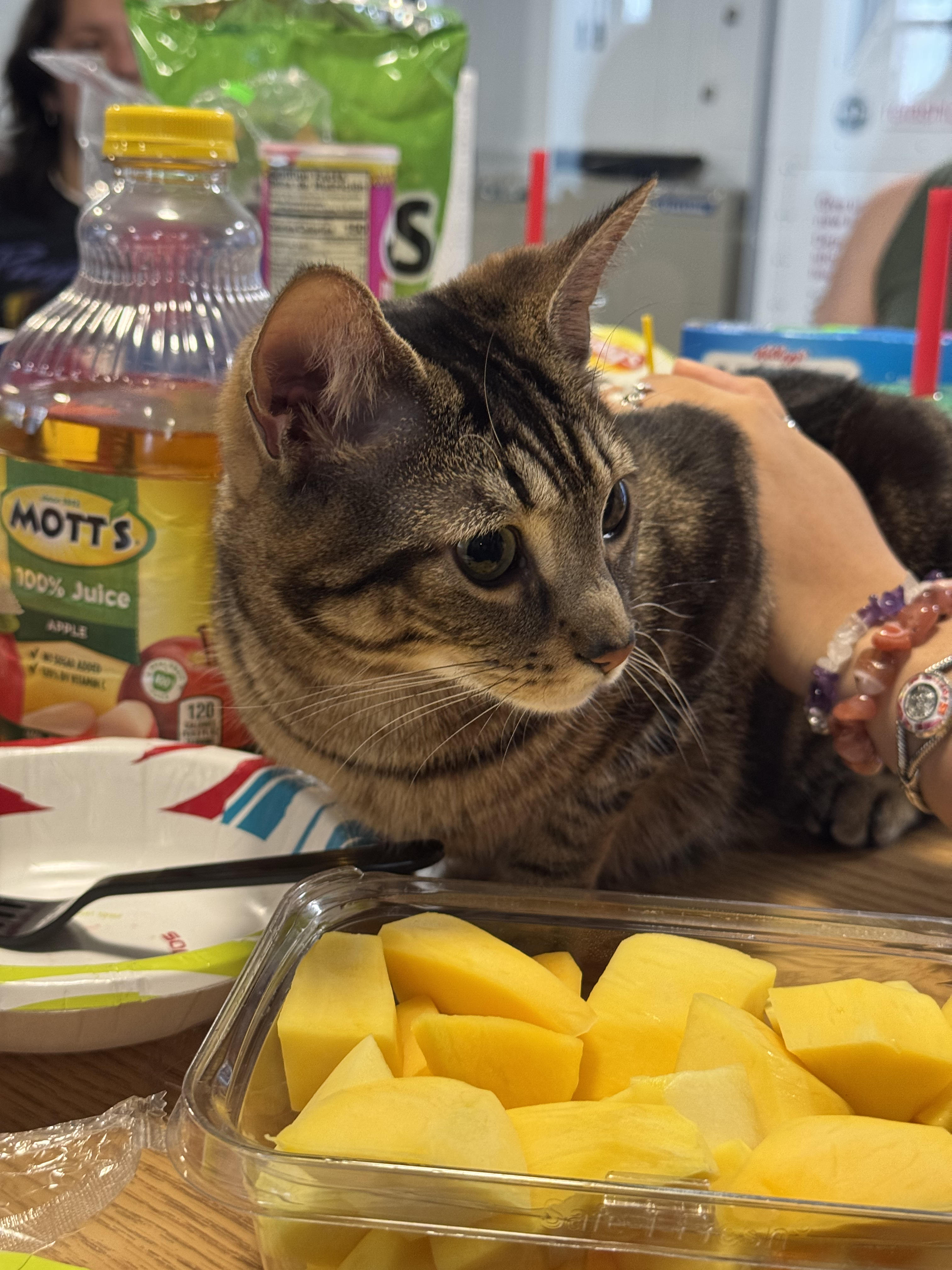 That cat's pondering if it's too late to file for emotional damage.