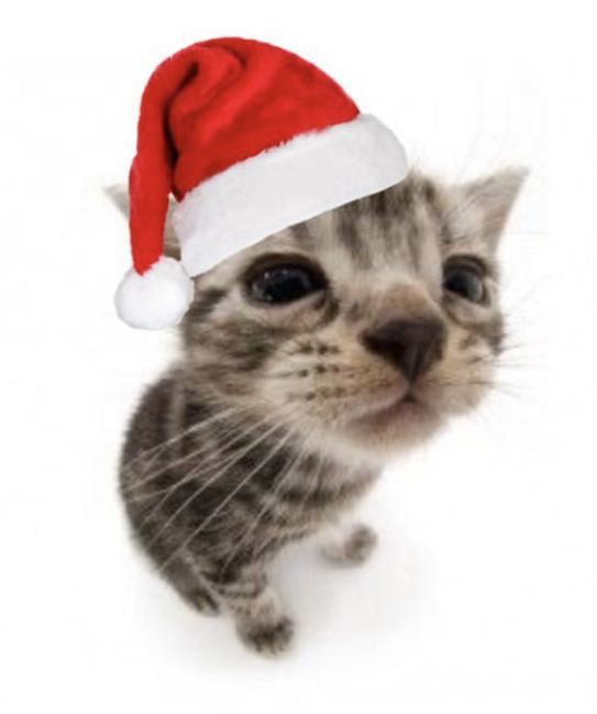 This adorable tabby kitten, sporting a slightly oversized Santa hat, gazes directly at the viewer with wide, innocent eyes, conveying a mix of curiosity and mild bewilderment. Its tiny head, accentuated by a wide-angle lens, seems to be pondering the festive headwear, which sits jauntily askew. The pure white background isolates the little furball, making it the undisputed star of this holiday-themed portrait. With its prominent whiskers and delicate pink nose, this miniature Santa's helper looks ready to either deliver joy or perhaps just a playful pounce. The image perfectly captures the humorous charm of a pet reluctantly, yet adorably, participating in holiday festivities, making it a quintessential festive meme.