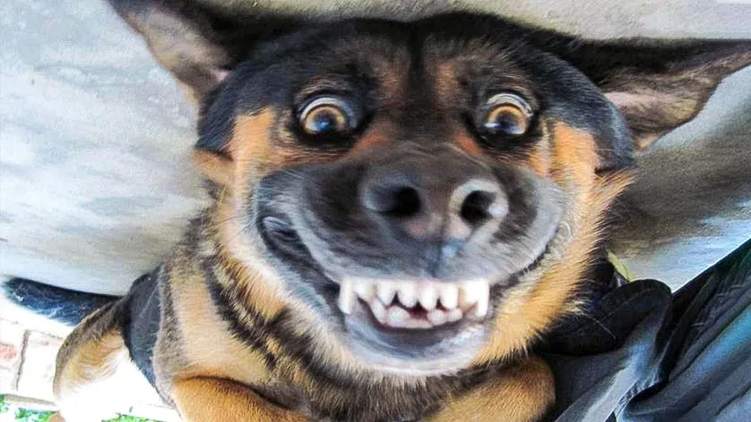 This image perfectly captures the essence of the popular "Smiling Dog" internet meme, featuring a black and tan dog with an incredibly exaggerated, wide-eyed grin. The dog's demeanor is hilariously unsettling, with its eyes bulging and all its front teeth bared in what can only be described as a manic, human-like smile. It looks as if it's trying its absolute best to impress with its pearly whites, perhaps after hearing a particularly funny joke or realizing it's about to get a treat. The simple, light-colored background, possibly a concrete wall or ceiling, keeps the focus entirely on the dog's comically intense expression, amplifying its meme-worthy charm. The humor lies in the dog's uncanny, almost human-like attempt at a smile, making it a classic internet sensation.