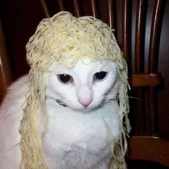 This iconic image captures the essence of the beloved "Spaghetti Cat" meme. A pristine white cat, with striking heterochromia—one dark and one light blue eye—wears a comical wig fashioned entirely from cooked spaghetti noodles. The noodles are draped over its head, resembling a messy, blonde coiffure. The cat's demeanor is one of profound, almost existential, resignation, its head slightly bowed as if enduring this peculiar culinary fashion statement with quiet dignity. It sits against a blurred background of a dark wooden chair, suggesting a casual home setting where this hilarious moment was conceived. The humor stems from the sheer absurdity of the situation and the cat's perfectly unamused expression, making it a timeless internet classic.