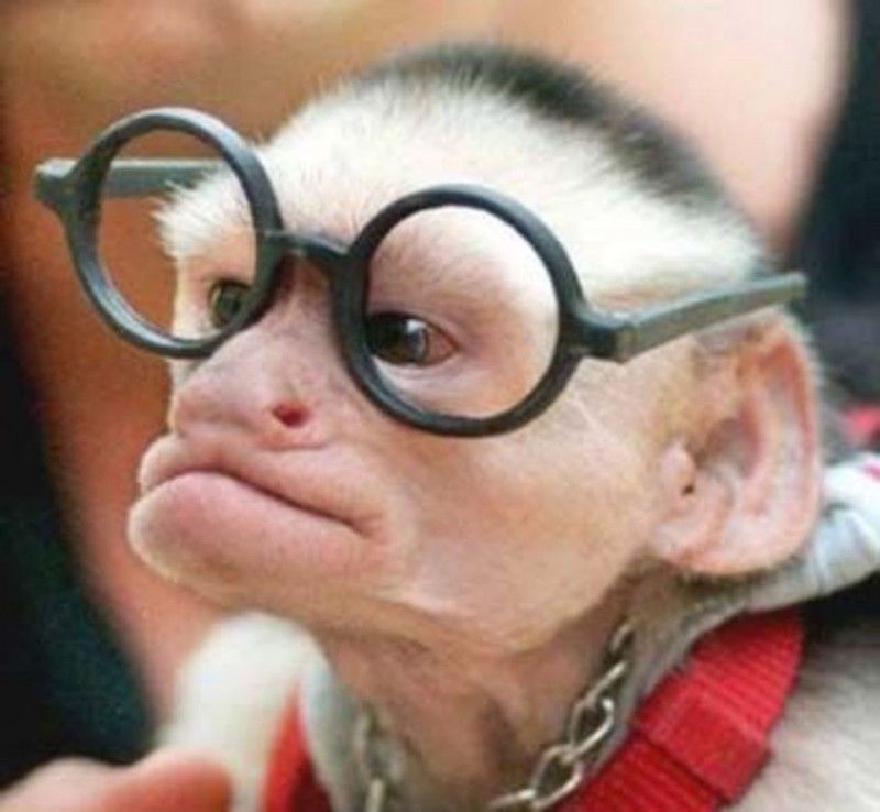 Monkey’s aura farming harder than a Barnard influencer.