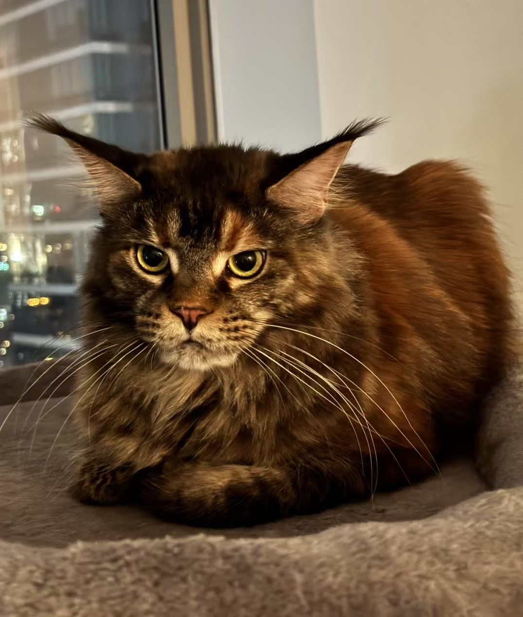 The only thing majestic here is that fur; your vibe needs a glow-up.