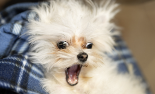A fluffy white dog, likely a Maltese, is captured mid-expression, looking comically startled or dramatically surprised. Its wide, dark eyes are bugged out, and its mouth is agape, revealing a pink tongue and tiny teeth, as if letting out a silent, exaggerated scream or a very dramatic yawn. Its white fur is slightly tousled, adding to its wild, expressive demeanor. The dog is nestled comfortably in a soft, blue and white plaid blanket, which provides a cozy contrast to its dramatic facial expression. The background is a soft, out-of-focus beige, ensuring all attention is on the dog's hilarious reaction. This image perfectly captures a moment of pure, unadulterated canine drama, making it quite humorous.