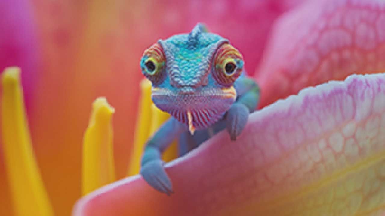 The image features a vibrant and colorful chameleon perched on the edge of a flower, its expressive eyes and unique patterns showcasing a striking array of colors. The chameleon's demeanor appears curious, as if it's peering out to engage with the world around it. 

The background consists of soft-focus pink and orange hues, reminiscent of a blooming flower, enhancing the lively atmosphere of the scene. This floral backdrop complements the chameleon's own vivid colors, creating a harmonious blend that suggests a lush, tropical environment.

The overall context seems to celebrate nature's beauty and the chameleon's adaptability, with a whimsical touch given its inquisitive pose. One might imagine this little creature contemplating its next colorful adventure, perhaps pondering the age-old question: "To blend in or to stand out?"