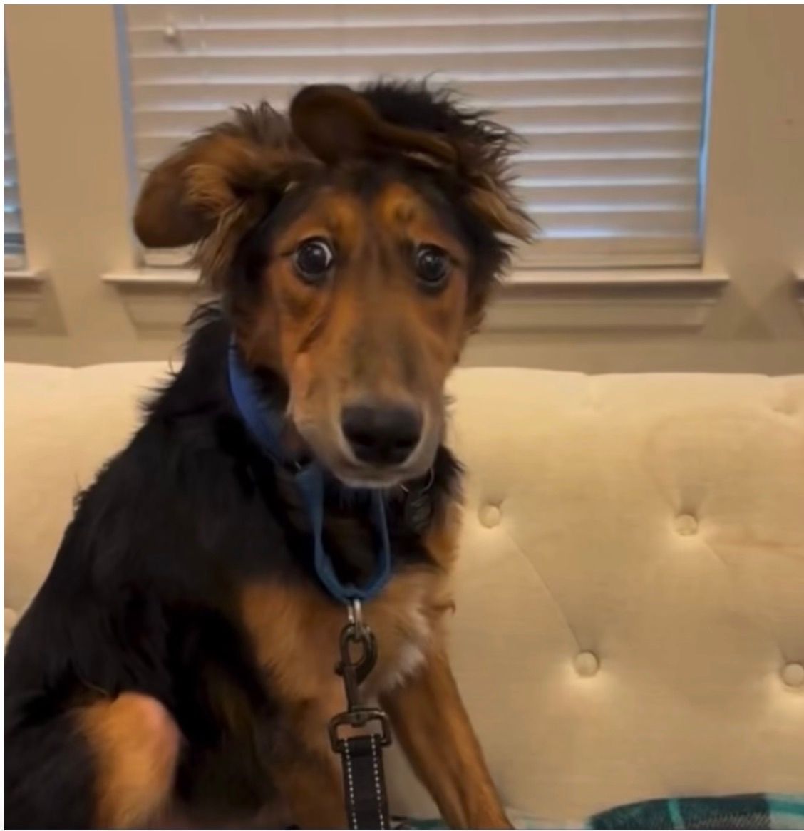 In this amusing image, a dog sits on a plush white couch, looking directly at the camera with a perplexed expression. Its ears are perked up, and one ear is flopped over, adding to its comical demeanor. The dog's wide eyes and slightly open mouth suggest a mix of confusion and curiosity, inviting viewers to share in its bewilderment.
The background features muted colors with a hint of natural light filtering through window blinds, creating a cozy atmosphere that contrasts with the dog's animated expression.
This image captures a humorous moment, as the dog's quirky appearance and inquisitive look evoke laughter, reminiscent of popular memes showcasing pets in silly situations. The dog seems to wonder, "Why am I here?" as if it's contemplating the meaning of life—or perhaps just waiting for a treat!