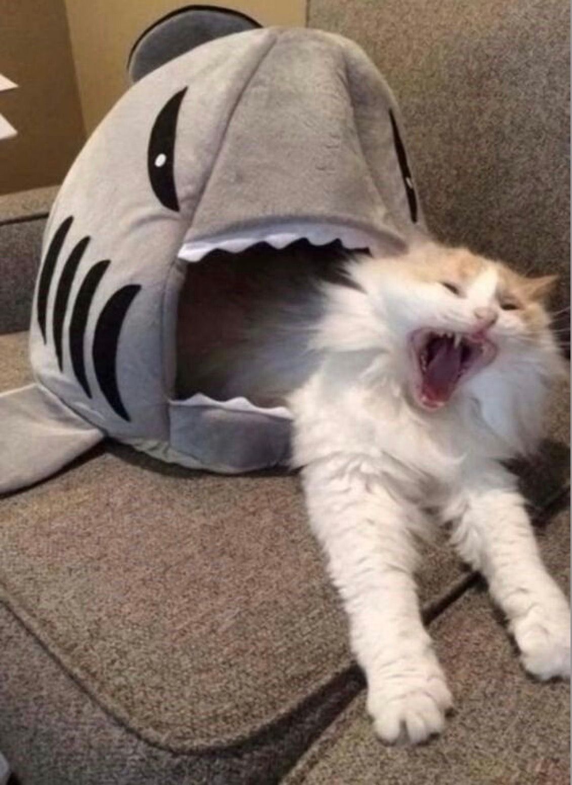 A fluffy white and orange cat dramatically emerges from a plush grey shark-shaped pet bed, its mouth wide open in what appears to be an epic yawn or a theatrical scream. The cat's eyes are squinted, adding to its exaggerated demeanor as if it's being comically devoured or expelled by the shark. The shark bed, with its wide-open mouth and white felt teeth, perfectly frames the cat's expressive face, creating a hilarious scene of a feline "Jaws" encounter. The cat rests on a textured brown couch, making the shark bed the central, humorous element of the foreground. The entire image captures a perfectly timed, amusing moment of feline drama.