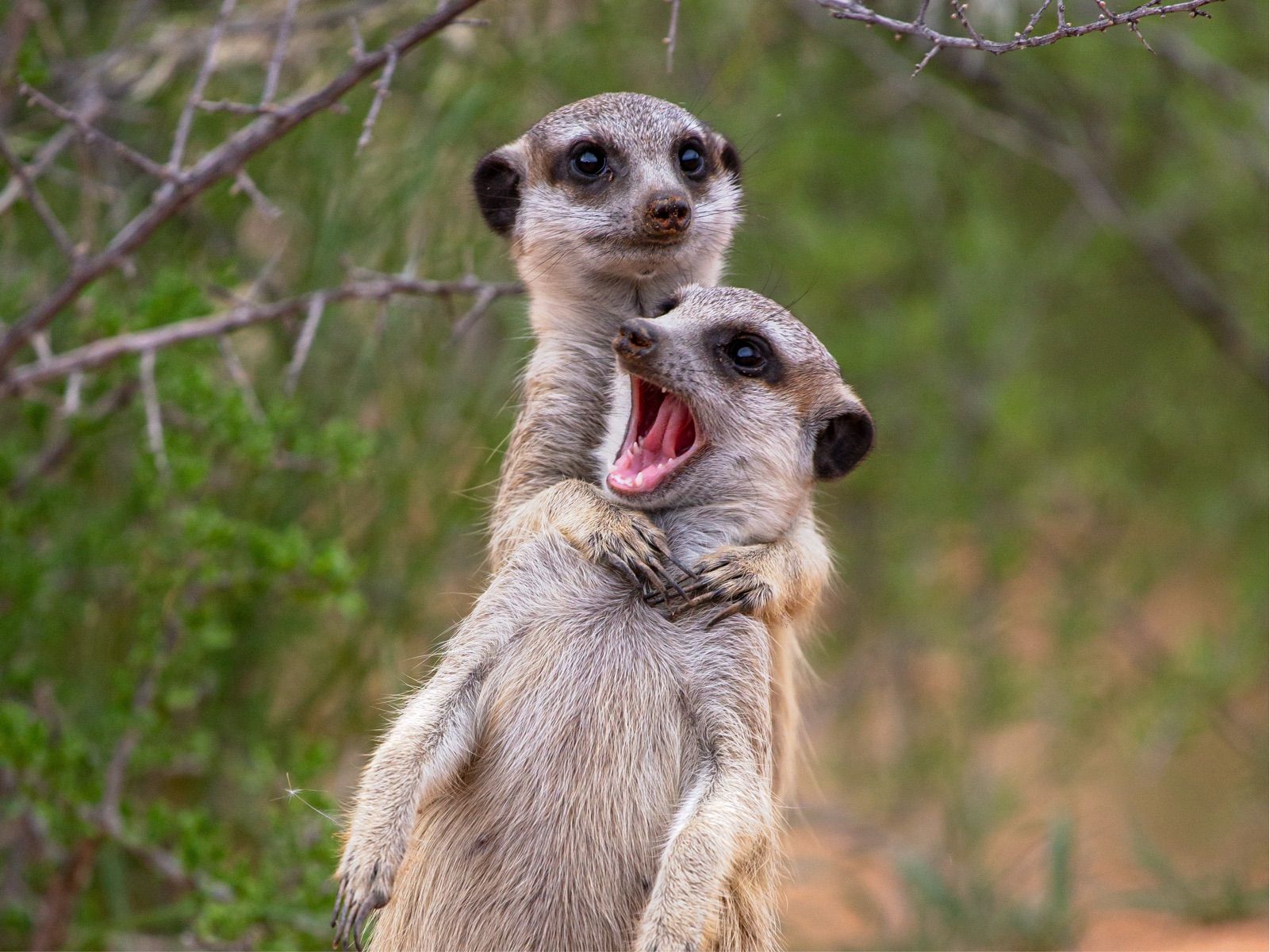 Two adorable meerkats are captured in a hilariously candid moment. The front meerkat stands upright, mid-yawn, mouth wide open revealing its pink tongue and tiny teeth, looking utterly surprised or perhaps just very sleepy. Its paws are clasped in front, adding to its dramatic pose. Peeking over its shoulder, the second meerkat has wide, curious eyes, seemingly observing the world or perhaps just wondering why its friend is making such a racket. Its paws are wrapped around the first meerkat, creating a comical "surprise hug" or "piggyback" effect. The blurred green foliage and dry branches in the background suggest their natural habitat, perfectly framing this endearing and humorous interaction between the two.