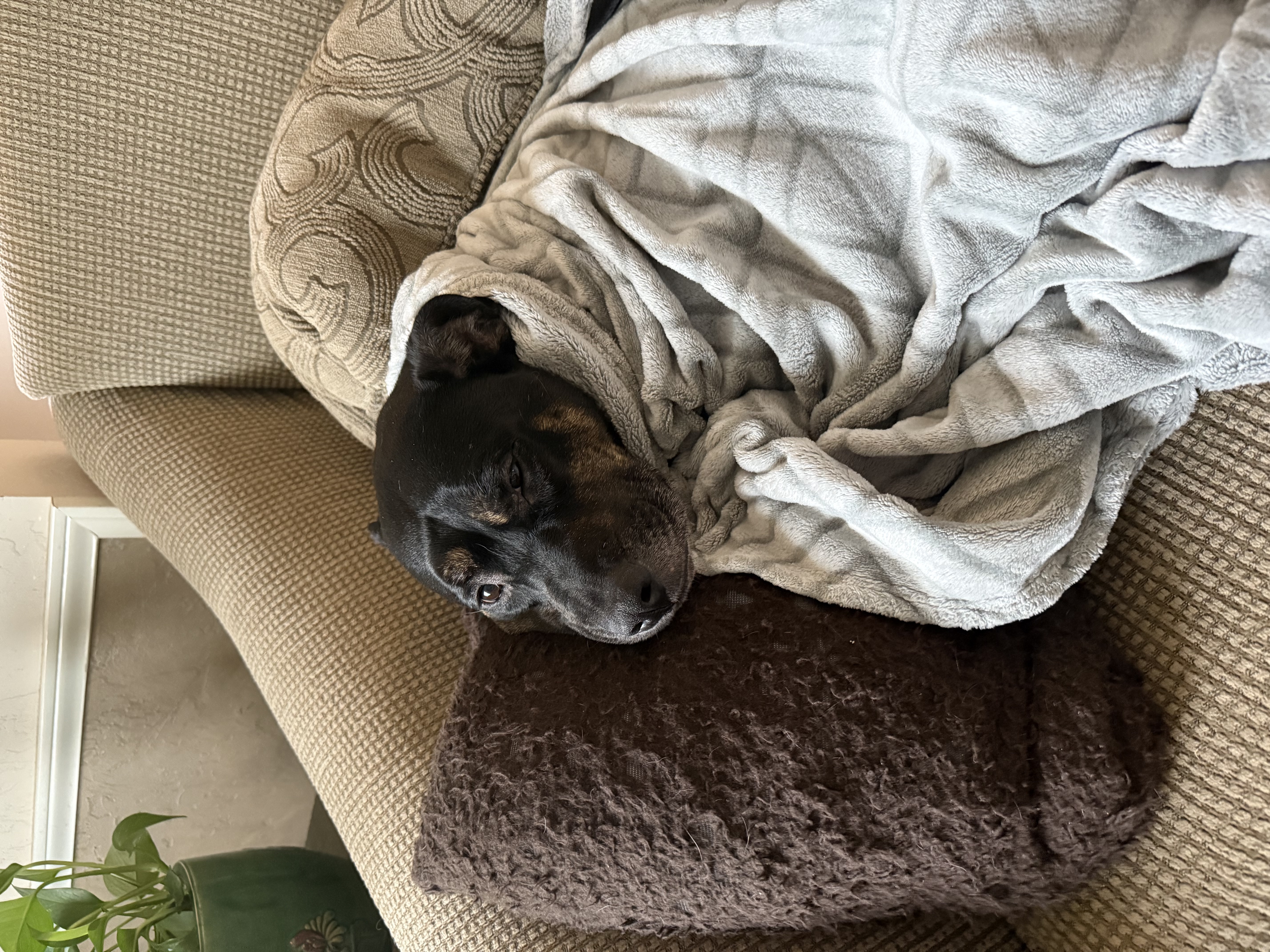 In this cozy image, a dog is nestled comfortably in a soft, gray blanket, resembling a furry burrito. The pup's demeanor is serene, with its eyes half-closed, suggesting a deep state of relaxation or perhaps a dreamy nap. The setting is a plush couch adorned with a patterned cushion, contributing to a warm and inviting atmosphere.
In the background, a hint of greenery from a plant adds a touch of life, enhancing the homely vibe. This scene evokes a sense of tranquility, reminiscent of lazy weekend afternoons.
Humorously, one might imagine the dog thinking, "Why chase squirrels when I can be wrapped in this cloud of coziness?" It’s a perfect blend of comfort and cuteness, showcasing the ultimate pet life!
