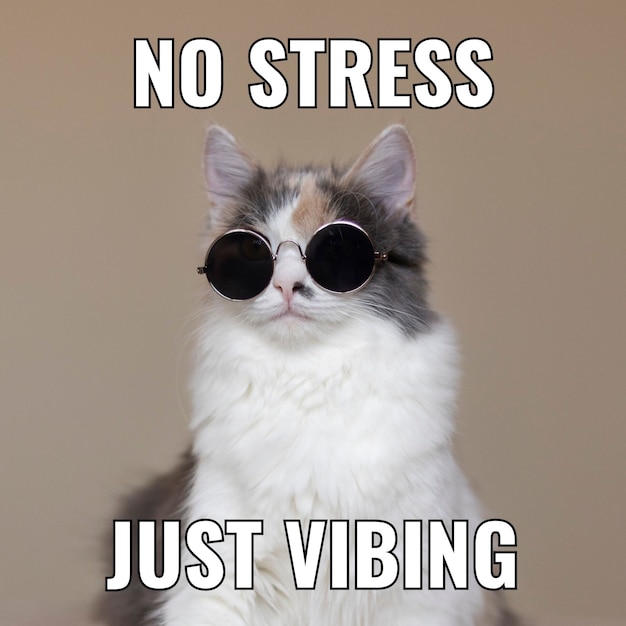 When you realize even cats are judging your life choices.