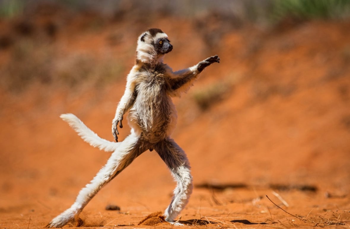 Trying to impress your crush by dancing at prom.
