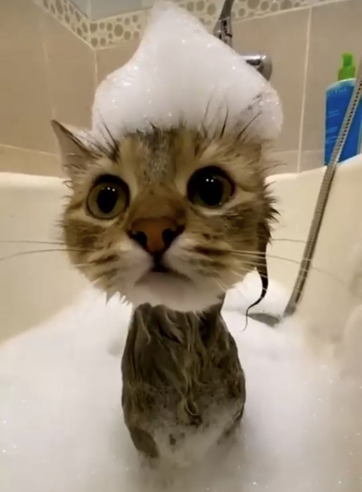 A bewildered tabby cat, soaked and covered in a comical bubble mohawk, stares wide-eyed directly at the viewer from a bubbly bathtub. Its large, dark eyes and slightly agape mouth perfectly capture a look of profound shock and discomfort, making this an iconic representation of the "Wet Cat" meme. The background reveals a tiled bathroom wall, a faucet, and a blue bottle, emphasizing the mundane yet dramatic setting of a cat's bath. The humor stems from the cat's utterly flabbergasted expression, as if questioning all its life choices that led to this sudsy predicament.