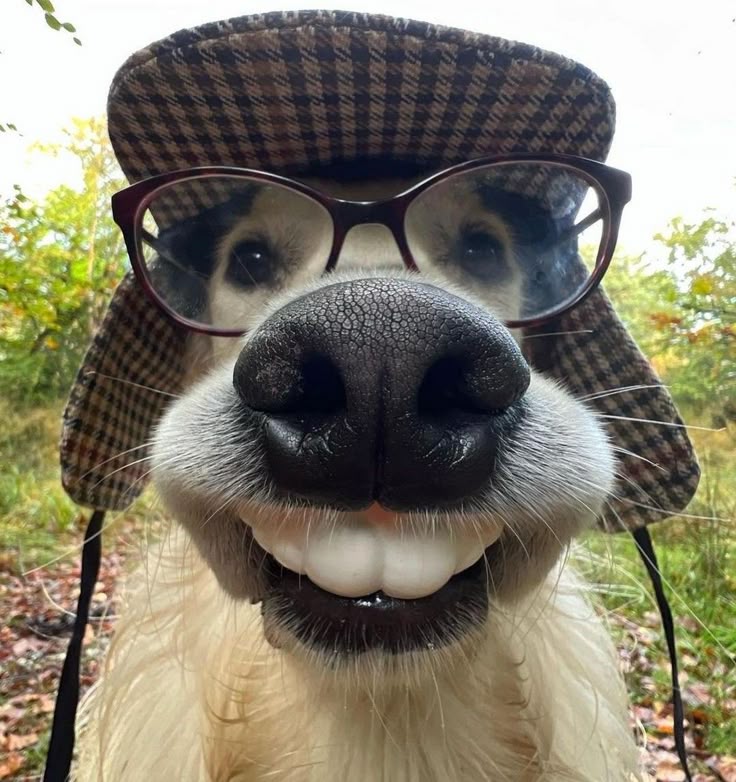 The image features a dog with an endearing demeanor, sporting oversized glasses and a hat, which adds a humorous touch. Its broad smile reveals a set of cartoonishly large teeth, enhancing the playful vibe. The dog's expression radiates joy and a sense of character, making it seem almost human-like in its enthusiasm.
In the background, a lush, green forest setting complements the cheerful atmosphere, suggesting a casual day out in nature. The vibrant foliage hints at a warm season, adding to the lightheartedness of the scene.
This delightful depiction fits perfectly into the realm of popular memes where animals are anthropomorphized, evoking laughter and warmth. It captures the essence of humor in everyday life, reminding us to find joy in the simple moments, like a dog enjoying a sunny day with a stylish flair.