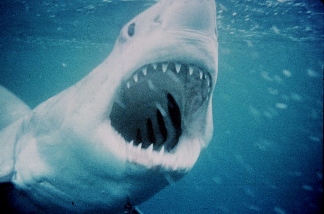 When your WiFi drops and you're left like that shark: confused.