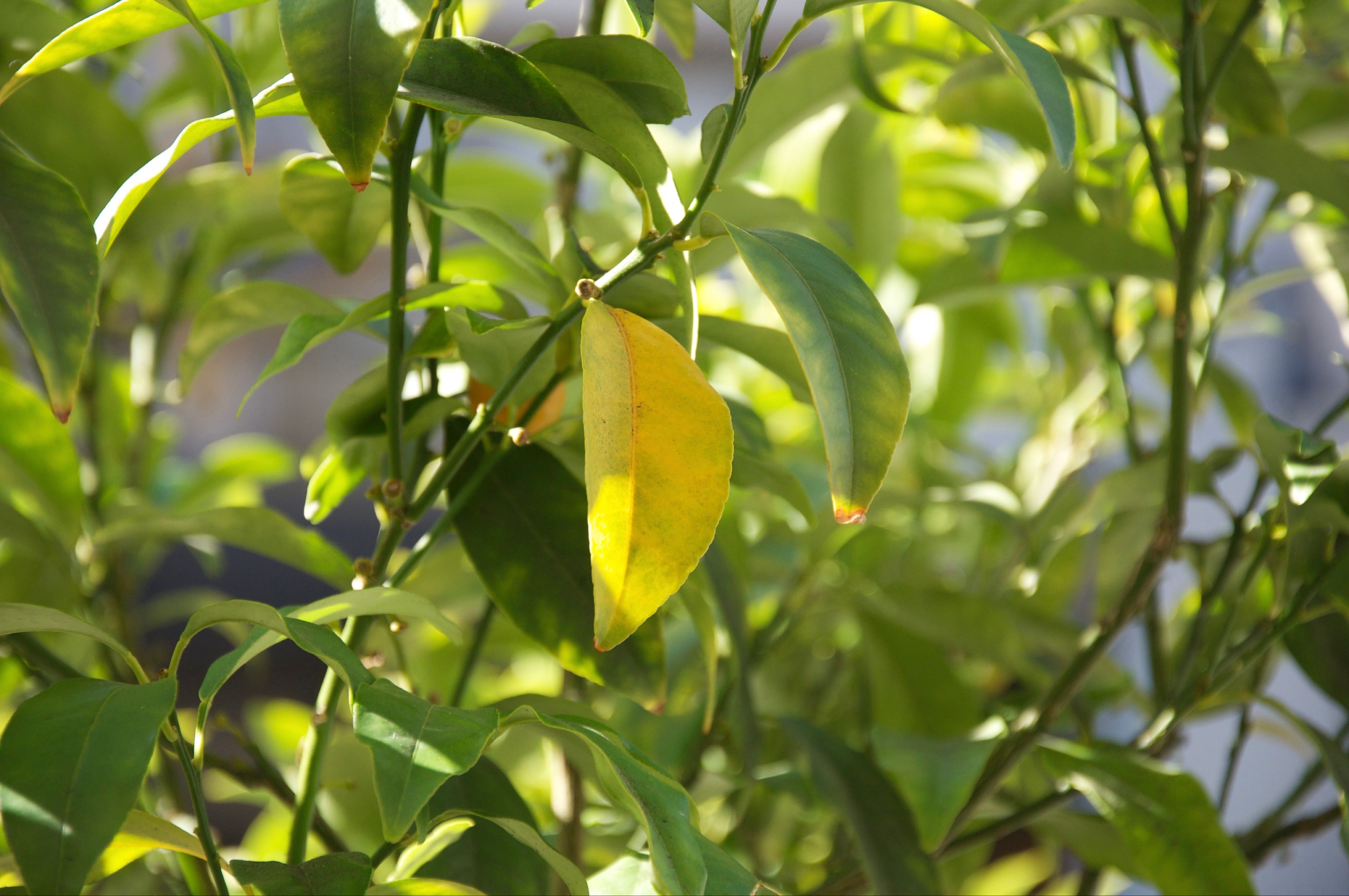 The image presents a vibrant close-up of a plant's foliage, with a single, strikingly yellow leaf taking center stage, bathed in sunlight. This leaf, likely from a citrus plant, appears to be having its dramatic 'golden hour' moment, proudly showcasing its unique hue amidst a sea of lush, healthy green leaves. Its demeanor is one of quiet confidence, a gentle rebellion against the uniform green. The surrounding leaves, slightly out of focus, form a verdant backdrop, emphasizing the yellow leaf's individualistic transformation. It's as if this leaf decided to be the plant's eccentric artist, choosing a bold new palette. The blurred green background and dappled light perfectly frame this standout performer, highlighting its natural beauty and the subtle humor of its singular, radiant presence.