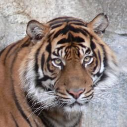 Stripe me a conversation starter!