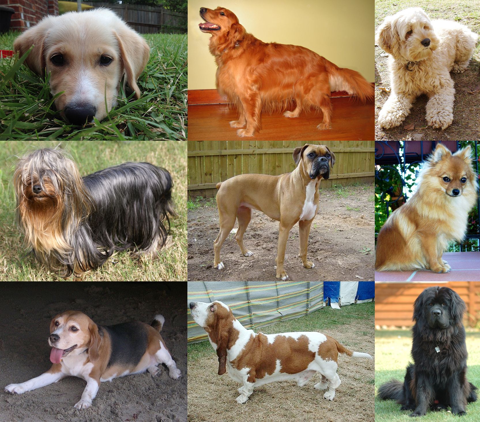 Fluff, scruff, or tough—pick your player!
