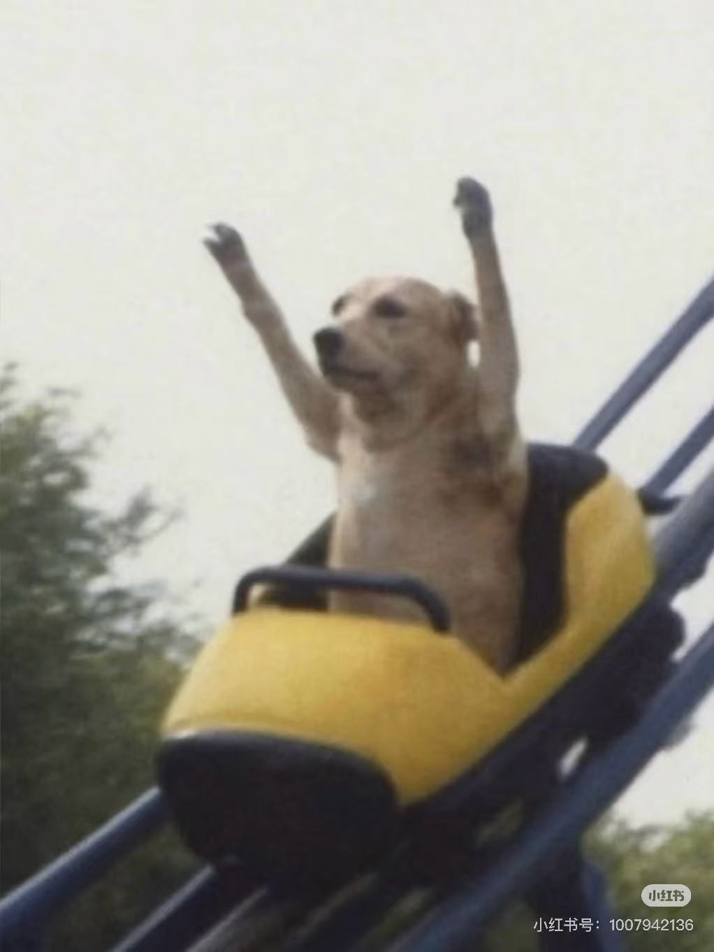 In this amusing image, a dog is seen enjoying a roller coaster ride, its demeanor radiating pure joy and excitement. With its arms raised high above its head, the canine seems to be embracing the thrill of the moment, embodying a carefree spirit that many can relate to when experiencing amusement park rides.
The background is somewhat blurred, but hints at a lush, green environment, adding to the playful context of the scene. The roller coaster itself, with its vibrant yellow and blue colors, suggests a fun and adventurous atmosphere, perhaps at a local fair or amusement park. This image humorously anthropomorphizes the dog, giving it a sense of exhilaration typically reserved for human thrill-seekers. The overall vibe is light-hearted and joyful, capturing a moment of unbridled fun.