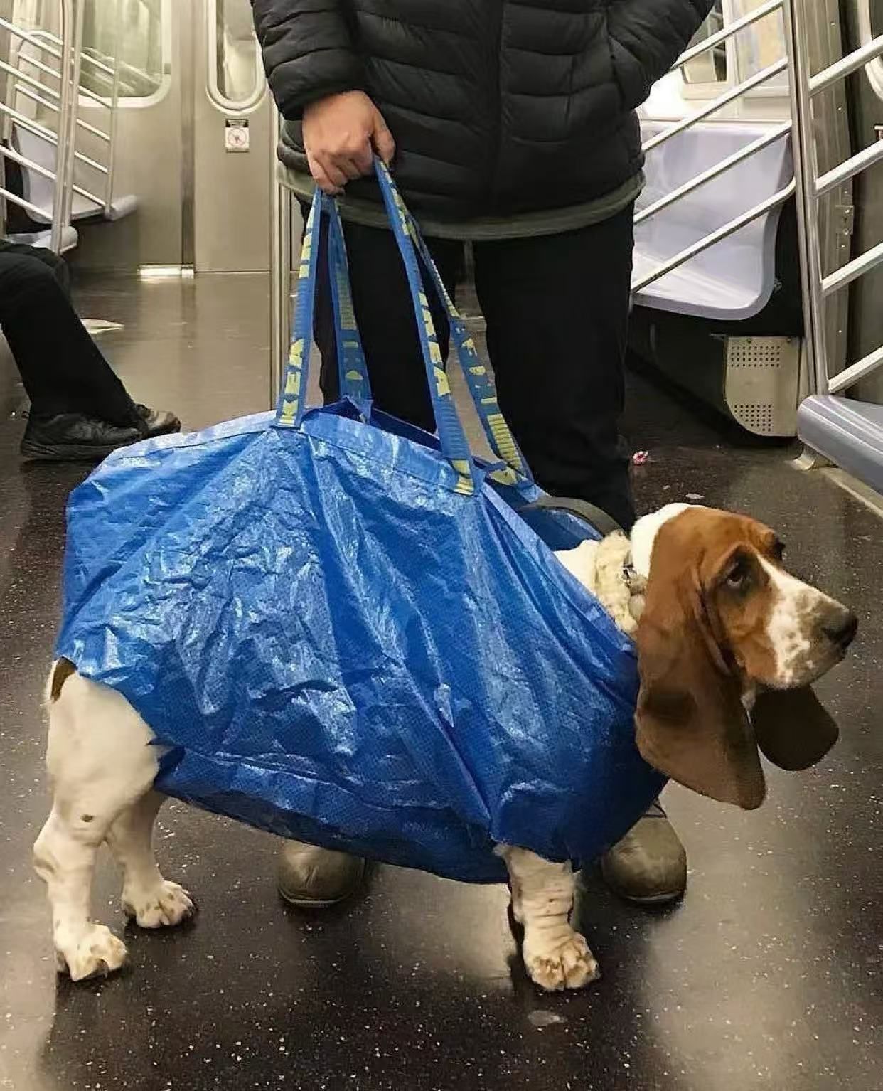 This humorous image captures a Basset Hound, with its characteristic long, droopy ears and soulful eyes, peeking out from a large blue IKEA Frakta bag. The dog appears calm and somewhat resigned, standing on all fours with its legs protruding from the bottom of the bag, which is held by a person in a black puffer jacket. The scene unfolds inside a subway car, evident from the metallic interior, seats, and handrails, creating a direct cultural reference to the 'dogs in bags on public transport' rule. The humor lies in the clever, albeit slightly absurd, workaround to transport a rather large dog, transforming a common shopping bag into a makeshift carrier. The dog's placid demeanor amidst this unusual situation adds to the charm.