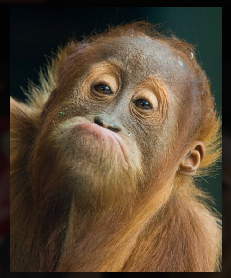 This close-up image features an adorable juvenile orangutan with reddish-brown fur, captured in a moment of profound contemplation or perhaps, a dramatic pout. Its large, expressive eyes gaze upwards, while its lips are comically pursed, giving it a distinctly human-like demeanor of mild displeasure or a plea for attention. A tiny green speck near its nose adds a touch of playful imperfection. The dark, out-of-focus background effectively isolates the subject, highlighting its endearing expression and suggesting it's either in a shaded natural environment or a well-designed enclosure. I do not recognize any famous or recognizable content in this image. This little primate seems to be asking, "Are we there yet?" or "Can I have another banana?"