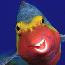 WHEN THE SMILE ISN'T WORTH THE ENTIRE OCEAN OF STRESS!!!