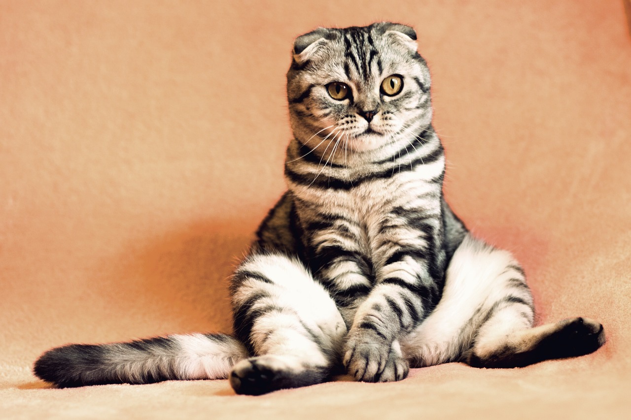 The image features a Scottish Fold cat, characterized by its distinct folded ears and striking striped fur. The cat sits in a relaxed yet somewhat regal pose, with its front paws casually extended and its body leaning slightly back. Its large, expressive eyes convey a blend of curiosity and calm confidence, adding to its charming demeanor.
The soft, peach-colored background creates a warm atmosphere, enhancing the cat’s striking appearance and drawing attention to its unique features. There are no additional elements in the background, allowing the focus to remain solely on the cat.
Humorously, this feline seems to exude an air of nonchalance, as if it’s pondering the mysteries of the universe while casually lounging like a furry philosopher. One can almost imagine it saying, "Why chase mice when I can simply contemplate life?"