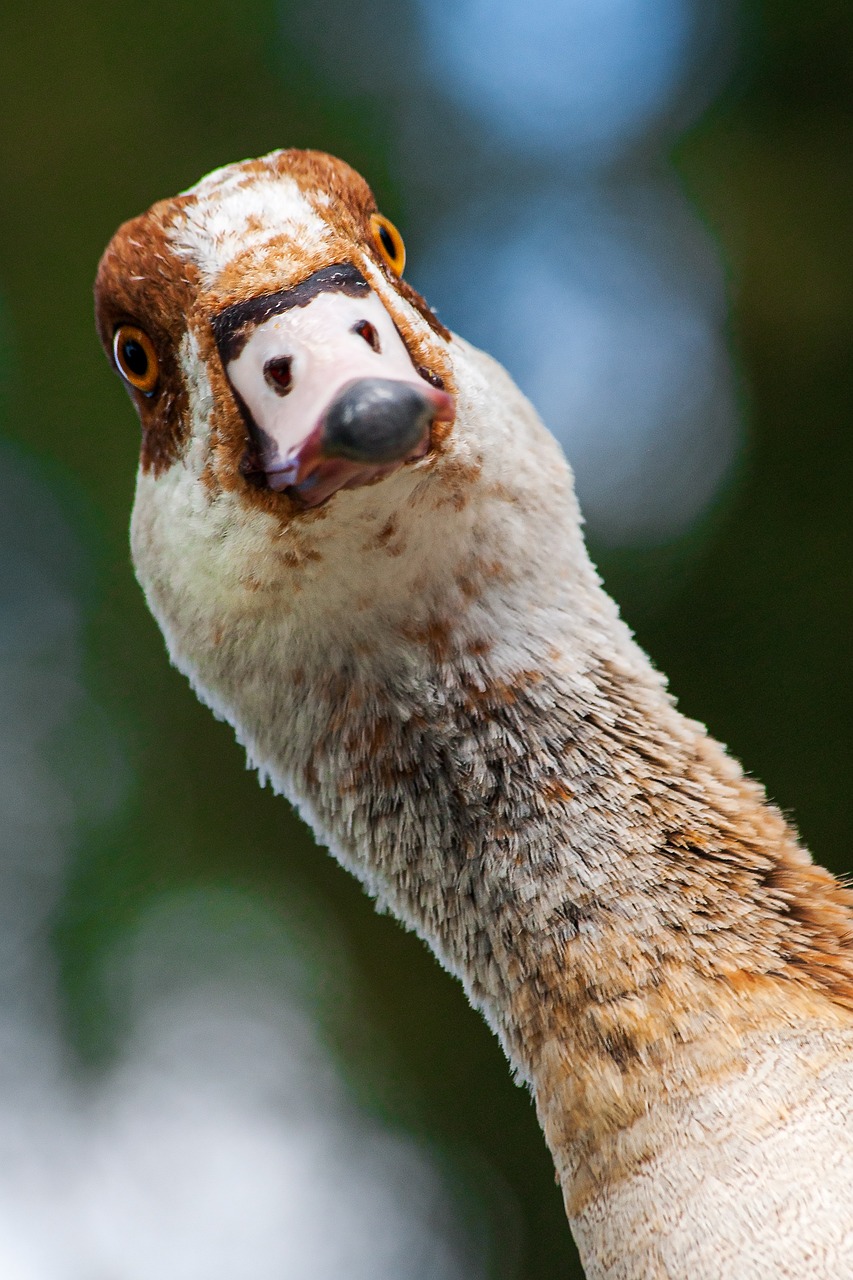 This striking close-up captures an inquisitive bird, likely a goose or large duck, with an almost comically intense demeanor. Its head is tilted sharply, and its bright, amber-orange eyes, framed by a mix of brown and white feathers, stare directly at the viewer with an expression that screams, "Are you seeing this?" or "Excuse me, do you have a moment to discuss my personal space?" The bird's long neck, adorned with textured brown and cream plumage, extends upwards, dominating the frame. Its dark-tipped bill adds to its serious, yet humorous, questioning look. The background is a soft, ethereal blur of deep greens and blues, hinting at a natural, watery habitat or dense foliage, which serves as a fitting, unobtrusive stage for this feathered character's dramatic inquiry. The humor stems from its exaggerated, human-like curiosity.