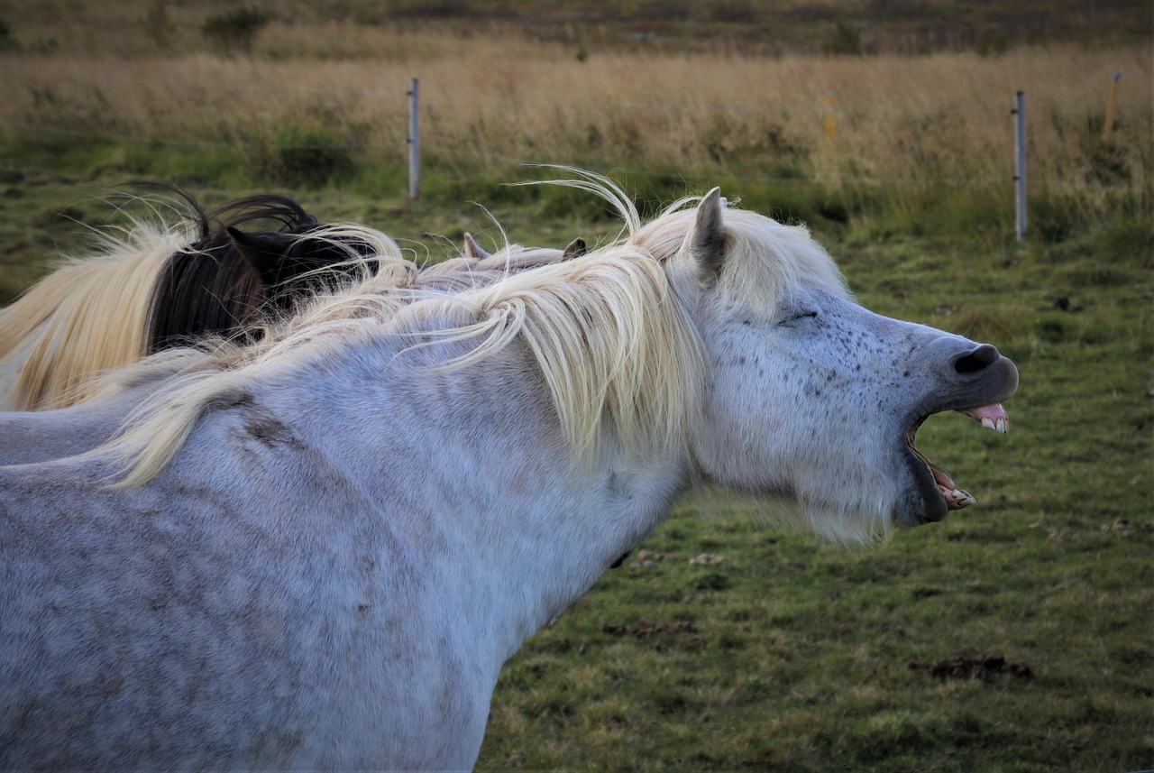 This delightful image captures a white horse mid-yawn or perhaps mid-belly laugh, with its mouth wide open revealing its teeth and its eyes comically squeezed shut. Its long, flowing blonde mane, characteristic of an Icelandic horse, is tousled by the wind, adding to its wild and free demeanor. Partially visible behind it is another horse with a dark mane, suggesting a small herd. The background is a serene, expansive grassy field, with patches of drier, taller grass and a simple fence post, perfectly complementing the natural habitat of these magnificent animals. The horse's exaggerated expression is wonderfully humorous, making it seem like it just heard the funniest joke or is letting out the most satisfying, dramatic yawn ever recorded.