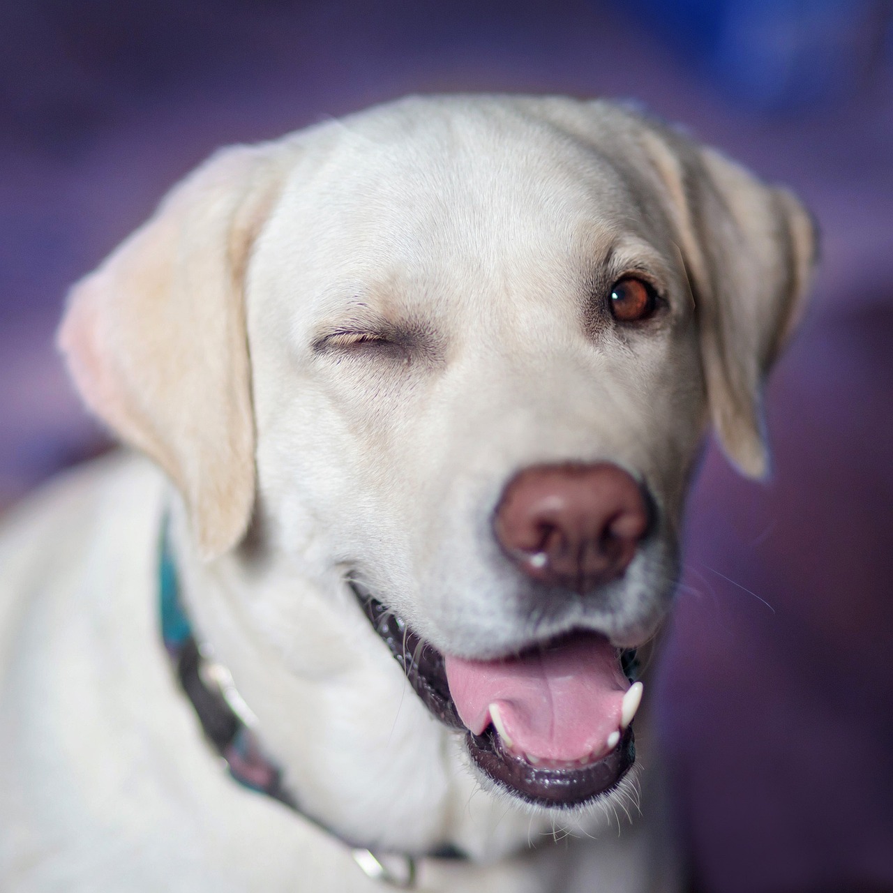 The image features a cheerful yellow Labrador retriever, sporting an endearing expression. The dog has one eye closed in a playful wink, while the other eye sparkles with joy. Its mouth is wide open in a happy grin, revealing its white teeth and a pink tongue, conveying a sense of warmth and friendliness.
The background appears to be softly blurred, suggesting an indoor setting with muted colors, perhaps a cozy living room. This creates an intimate atmosphere, emphasizing the dog's delightful demeanor.
The Labrador seems to embody a playful spirit, as if inviting a game of fetch or a cuddle session. Its expression is reminiscent of a beloved companion who has just shared a funny joke, making anyone who sees the image smile. This scene encapsulates the joy and companionship that dogs bring to our lives.