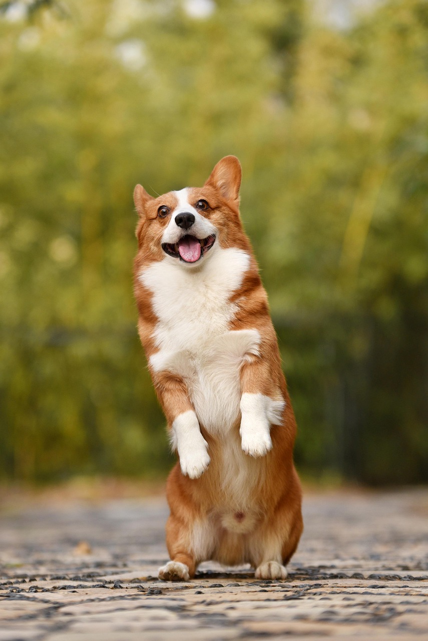 A delightful Corgi, with vibrant reddish-brown and white fur, stands upright on its hind legs, front paws tucked in, exuding pure joy. Its face is a picture of happiness, featuring wide, sparkling eyes, perked ears, and a broad, open-mouthed smile with its tongue playfully peeking out. The blurred background of lush green and yellow foliage suggests a bright, natural outdoor setting, like a park, perfectly harmonizing with the dog's cheerful disposition. The textured ground beneath its paws grounds the scene. This endearing pose, as if the Corgi is excitedly performing a trick or comically demanding attention, adds a wonderfully humorous touch, making it an instant mood-lifter.