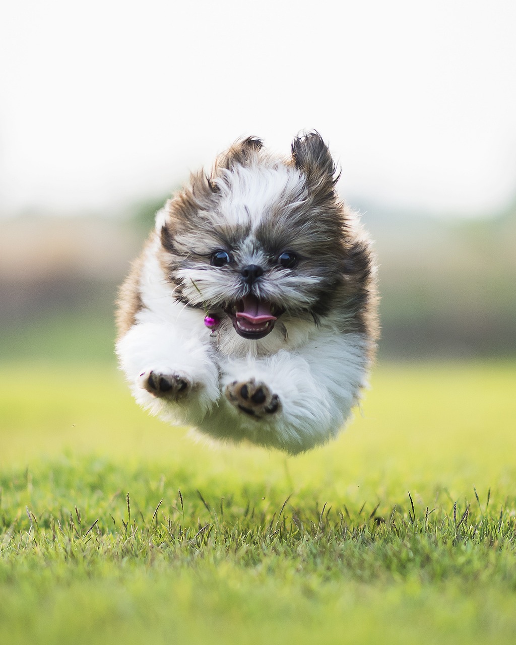 A fluffy brown and white Shih Tzu puppy is captured mid-air, suspended above a vibrant green grassy field. Its demeanor is one of pure, unadulterated joy and boundless energy, with wide, dark eyes and an open mouth revealing a tiny pink tongue, as if letting out a happy bark or pant. A small pink bell is visible on its collar, adding a touch of charm. The puppy's fur is ruffled from its energetic leap, and its tiny paws are tucked beneath it, emphasizing its airborne state. The background is a soft, blurred expanse of light green fading into a bright, almost white sky, perfectly isolating the exuberant pup and highlighting its playful moment. The simple, open field provides an ideal, unencumbered space for this little furball to express its delightful zest for life, making it a truly humorous and heartwarming sight.