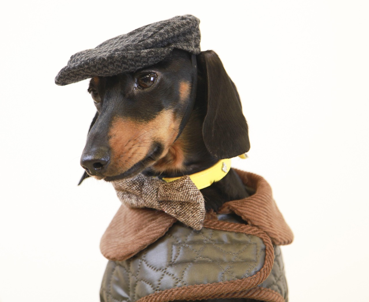 In this delightful image, a dachshund dons a charming outfit complete with a gray flat cap and a stylish brown coat. The dog's demeanor exudes a mix of confidence and curiosity, as it gazes slightly off to the side, looking quite dapper. The background is a simple white, allowing the attire to stand out and emphasizing the canine's fashionable flair.

Imagining this pup as a detective on a mission adds a humorous touch, as it seems ready to solve the case of the missing treats. The combination of the cap and bowtie gives it an air of sophistication, reminiscent of classic film noir characters who might be found in smoky jazz clubs, albeit this one is more likely to chase after squirrels than catch criminals. Overall, this picture captures a playful blend of elegance and whimsy.