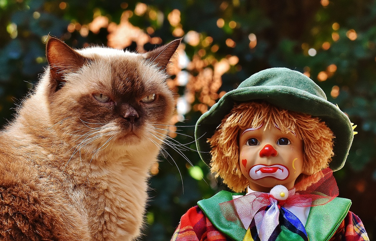 In this whimsical image, the scene features a grumpy-looking cat with striking blue eyes and a fluffy coat, sitting prominently next to a clown doll. The cat exudes a demeanor of mild annoyance, almost as if questioning the absurdity of its companion. The clown doll, adorned in a colorful outfit with a green hat and a painted face, contrasts sharply with the cat's serious expression, creating a humorous juxtaposition.
The background is softly blurred, suggesting an outdoor setting with hints of greenery, which adds to the lighthearted context of the image. This combination evokes an ironic sense of humor, where the cat's discontent is playfully highlighted against the cheerful, albeit slightly eerie, smile of the clown. Together, they form an amusing tableau that captures the essence of unexpected pairings, reminiscent of internet memes that celebrate quirky friendships.