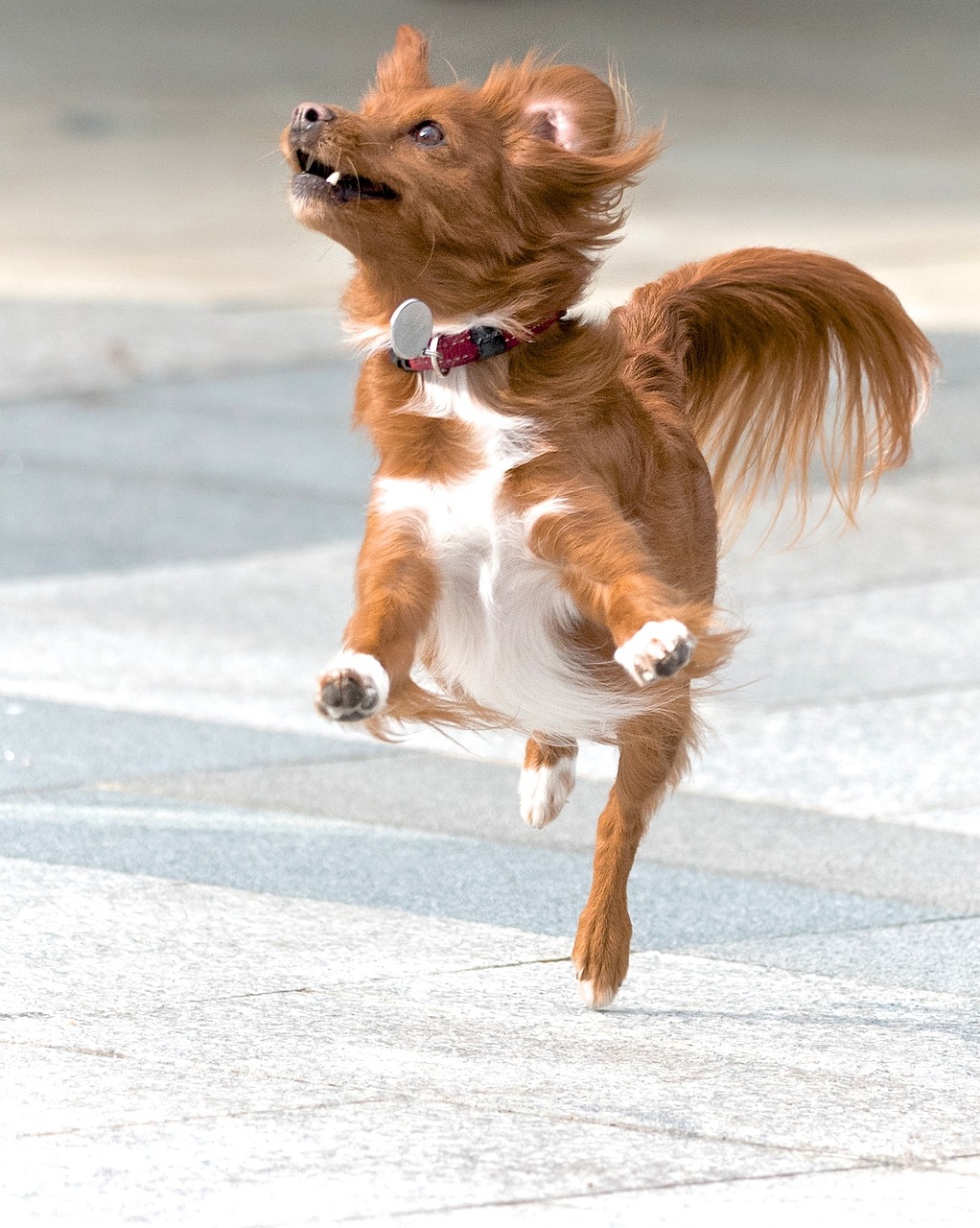 A small, reddish-brown dog with white markings on its chest and paws is captured mid-leap, showcasing an explosion of joyful energy. Its long, flowing fur, especially on its ears and tail, is ruffled by the motion. Wearing a red collar, the dog gazes intently upwards with its mouth slightly open, revealing tiny teeth, as if fixated on a treat or toy just out of frame. Its demeanor is one of pure, unbridled enthusiasm and playful determination. The simple, light-colored paved background is softly blurred, ensuring all attention remains on the dog's dynamic, almost cartoonish, aerial antics. This humorous moment perfectly encapsulates the dog's zest for life, making it appear as if it's defying gravity in pursuit of happiness.