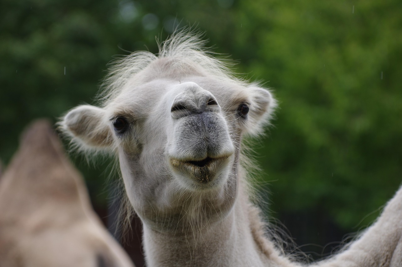 The image features a charming camel with a light-colored coat and a playful expression. Its large, expressive eyes and slightly raised ears give it a curious and friendly demeanor. The camel appears to be enjoying a moment of interaction, perhaps engaging with onlookers or simply basking in its surroundings.
The background is lush and green, suggesting that this camel is in a natural setting, possibly a wildlife reserve or a farm. The greenery complements the camel's light fur, creating a serene and peaceful atmosphere.
Humorously, the camel's slightly goofy smile and relaxed attitude seem to say, "I may be a desert dweller, but I’m just here for the good vibes!" It almost looks like it's posing for a selfie, ready to capture the moment with its fans!